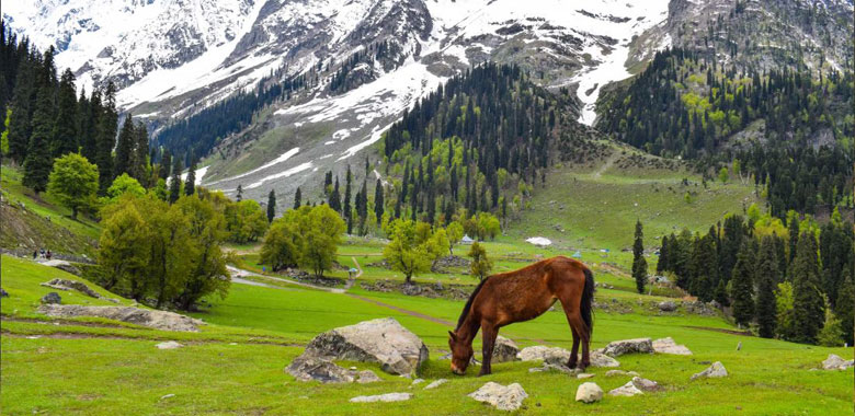 Srinagar to Sonamarg to Srinagar