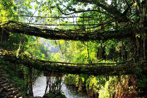 Meghalaya Marvels: Clouds, Canyons & Living Roots