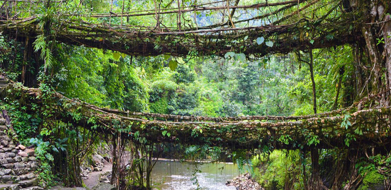 To Double Decker Living Root Bridge & Local Sightseeing