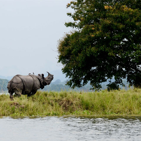 Nature & Wildlife Expedition - Meghalaya & Kaziranga