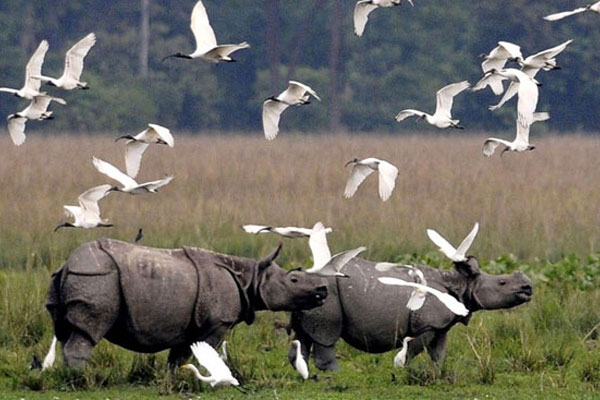Nature & Wildlife Expedition - Meghalaya & Kaziranga