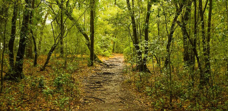 Mawphlang Sacred Forest Excursion & Transfer To Guwahati