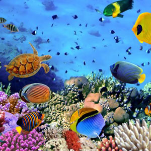 North Bay Coral Island