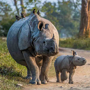 Kaziranga National Park