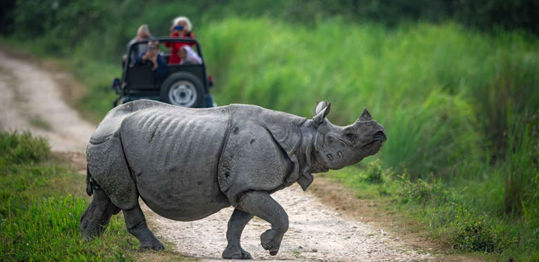 Safari at Kaziranga & Transfer to Majuli Island